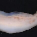 Rock Eating Worm