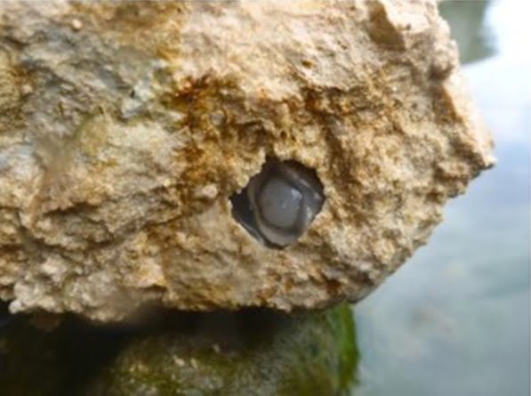 Lithoredo abatanica,from inside a rock.