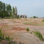 Tree Plantation on Kashmir Highway Islamabad