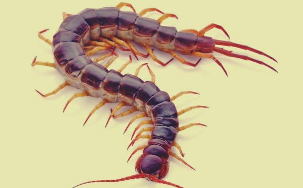 Centipede