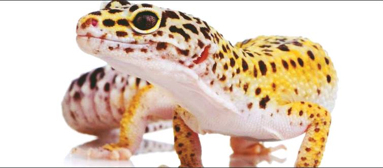 Gecko