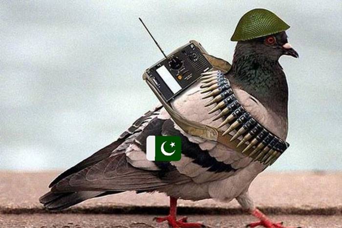 Pakistani Spy Pigeon