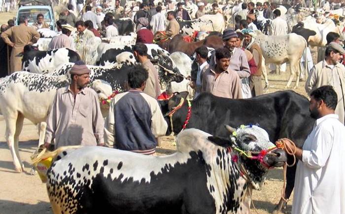 Eid-ul-Adha Cattle Market SOPs