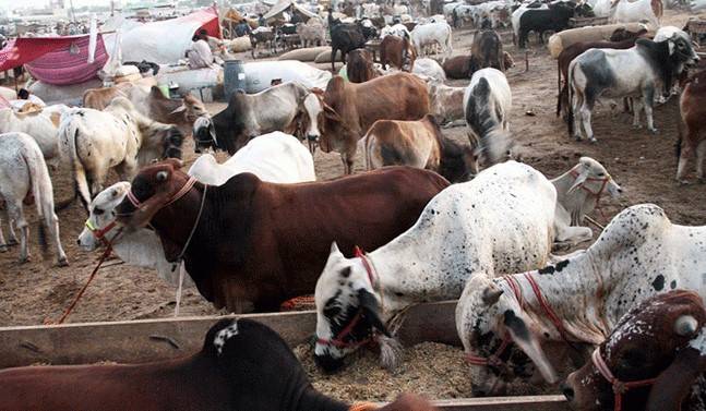 Cattle Markets in Punjab