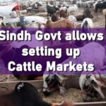 Cattle Markets Sindh Eid ul Azha