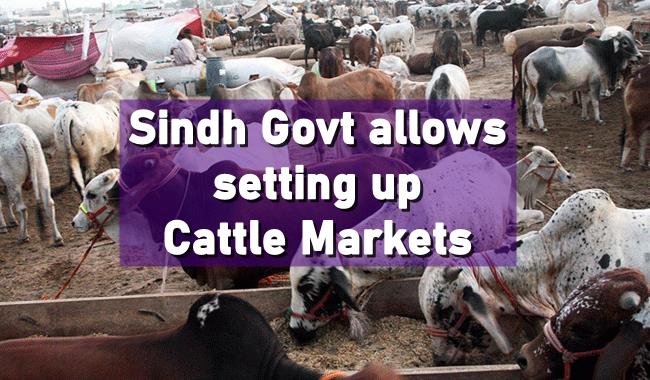 Cattle Markets Sindh Eid-ul-Azha