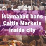 Islamabad Cattle Markets, Eid-Ul-Azha 2020