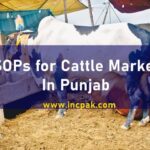 Cattle Markets Punjab