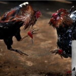 cockfight