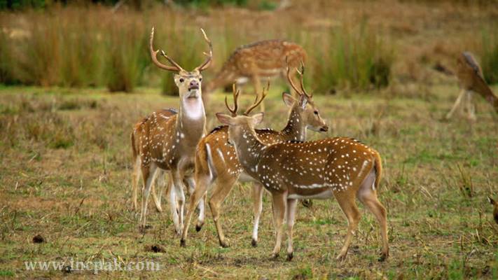 Bahawalpur Zoo: Seven rare Chital Deer found dead mysteriously