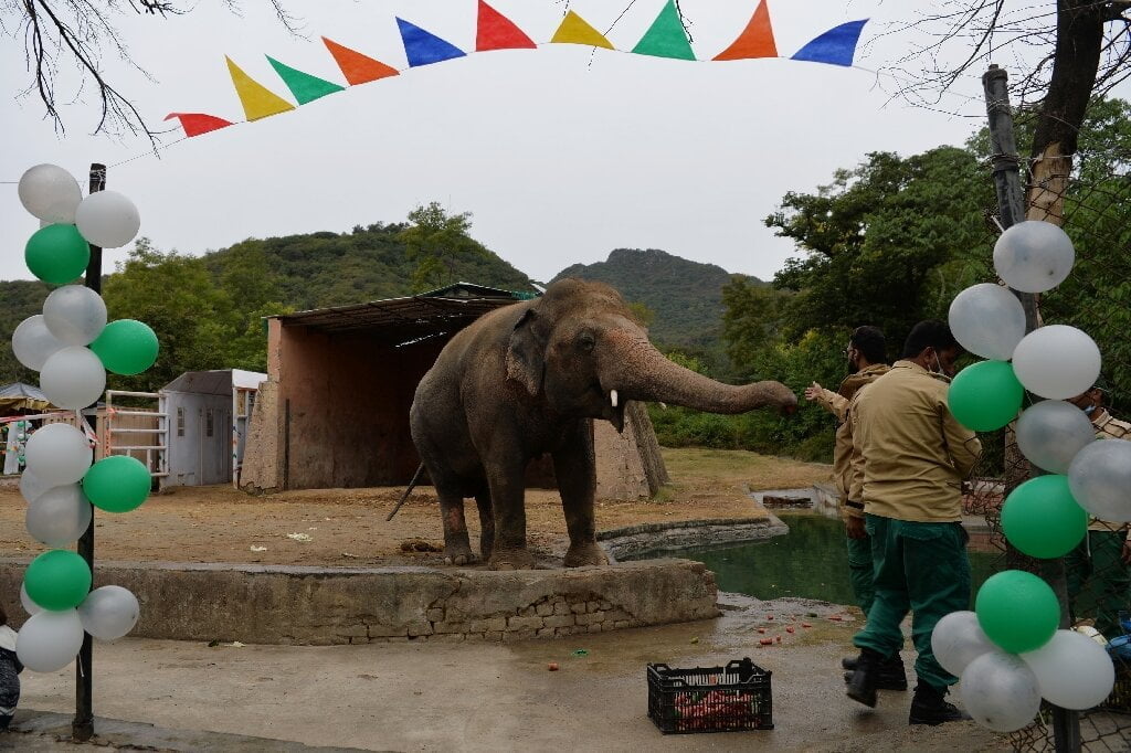Kaavan the elephant explores Cambodian sanctuary