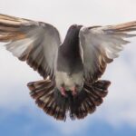 Pigeon Flying Islamabad Pigeon Flying Islamabad