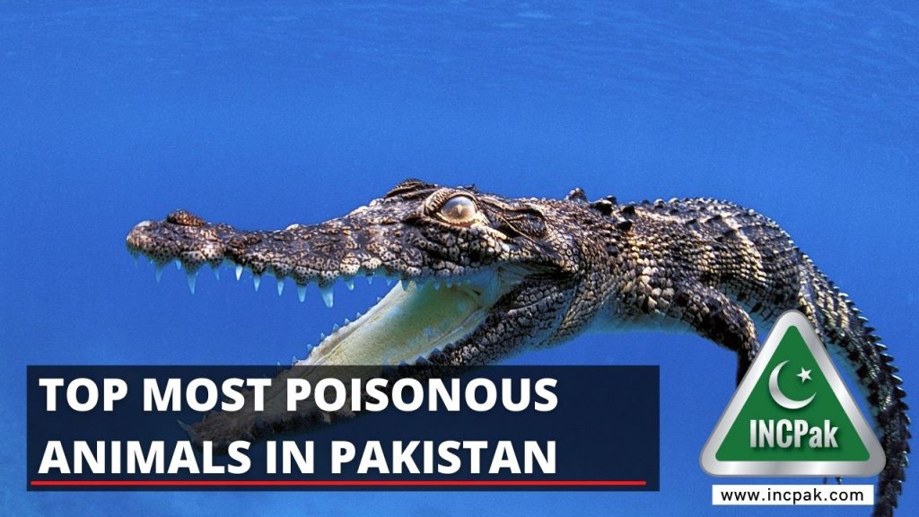 Top Most Poisonous Animals in Pakistan