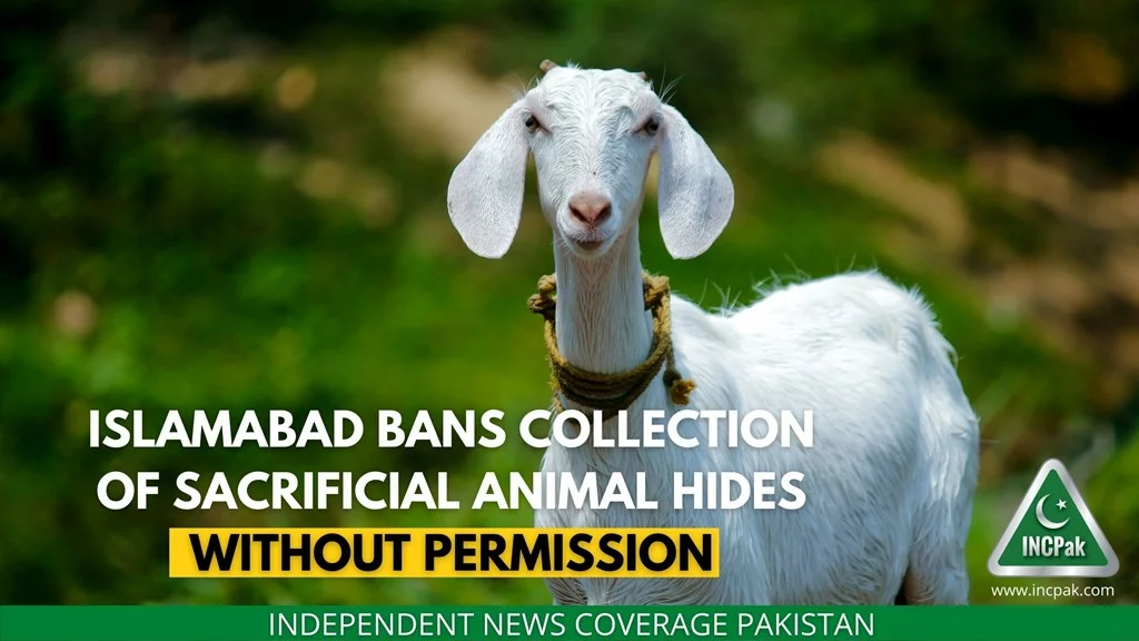 Animal Hides, Sacrificial Animals, Eid ul Azha 2022, Islamabad