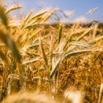 Farmers Relief Package Farmers Discount DAP Fertilizers DAP Fertilizers Discount