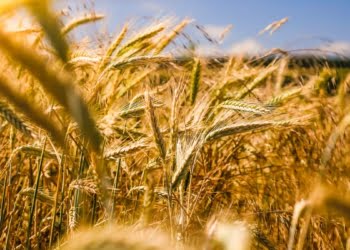 Markup Subsidy & Risk Sharing Scheme, Farmers, Farmers Scheme