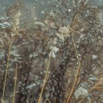 Weather Update PMD Rain Snowfall