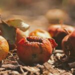 UAE Food Waste UAE Food Waste Fines