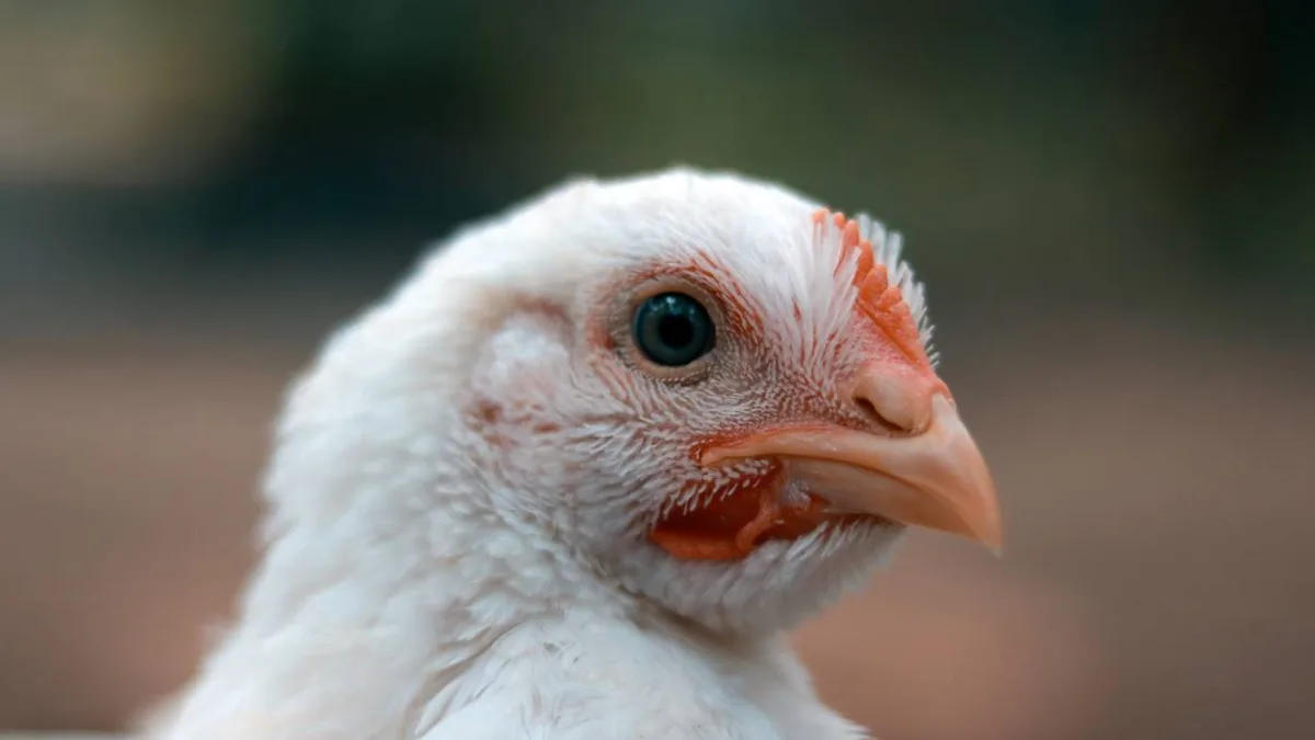 Chicken Prices, Egg Prices, Chicken Prices Lahore, Egg Prices Lahore