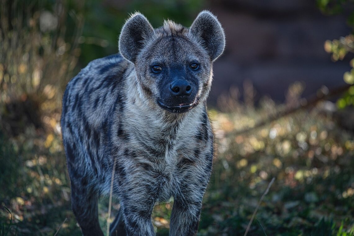 Saudi Arabia Hyena Hunting