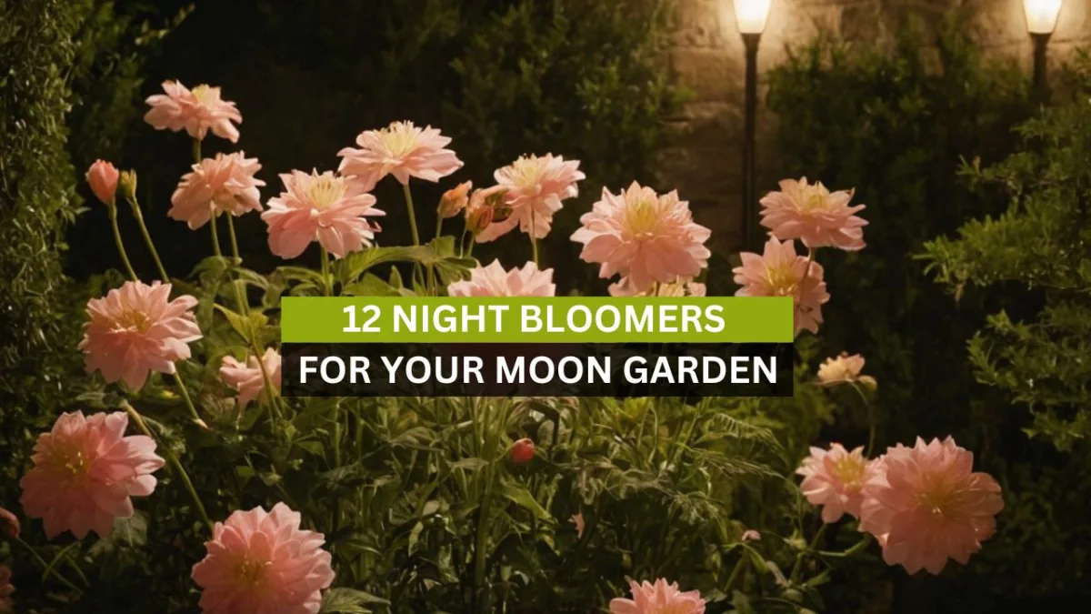 12 Night Bloomers for your Moon Garden