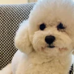 Dh100,000 Reward for Help Finding Missing Dog in Dubai