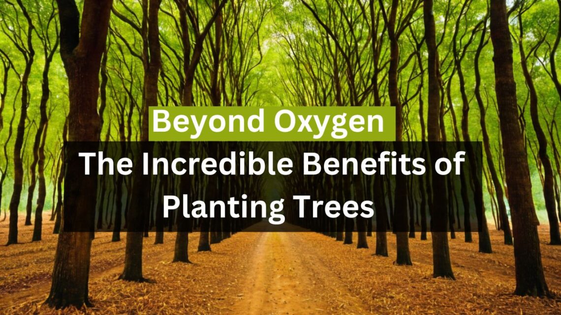 Beyond Oxygen: The Incredible Benefits of Planting Trees
