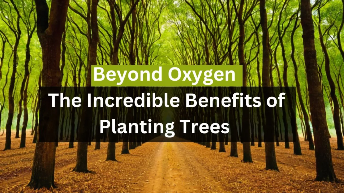 Beyond Oxygen: The Incredible Benefits of Planting Trees