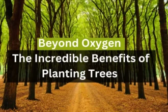 Beyond Oxygen: The Incredible Benefits of Planting Trees