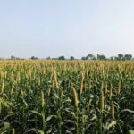 Sindh to Launch Kisan Card for Farmers