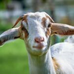 PMD Predicts Eid ul Adha 2024 Date in Pakistan