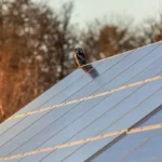 Solar Panel Prices in Pakistan Continue to Fall