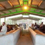 Governor Punjab Lifts Ban on Cattle Markets Ahead of Eid ul Adha 2024