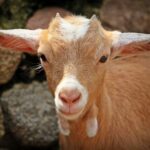 Punjab Govt Bans Burning of Animal Waste During Eid ul Adha 2024