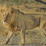 CDA Plans to Develop Wildlife Safari Park in Islamabad