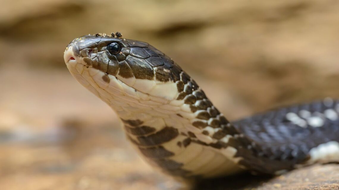 Cobra Snake Sightings Surge in Hyderabad Heat