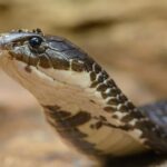 Cobra Snake Sightings Surge in Hyderabad Heat