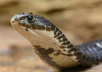 Cobra Snake Sightings Surge in Hyderabad Heat